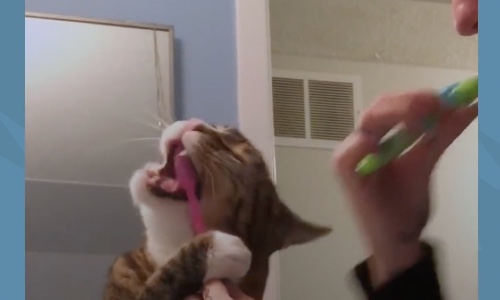 Cat Loves Mom So Much He Does Everything With Her Throughout the Day