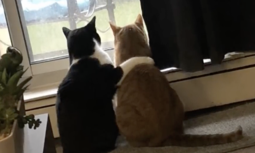 Cat Puts Paw On Brother’s Shoulder During Storm To Offer Comfort