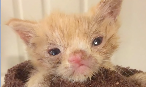 Cat Rescued At 10-days-old Becomes Foster Mom’s New Best Friend