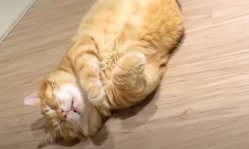 Fat Orange Cat Goes Viral For The Hilarious Positions He Sleeps In