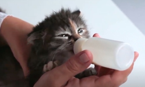 Kittens Found In A Field Get Foster Home And Nursed Back To Health