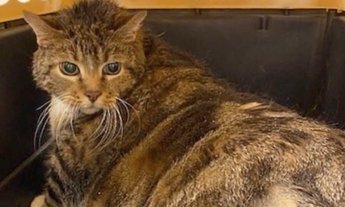 Large Chunky Cat Arrives At Shelter And Is Seeking A New Home