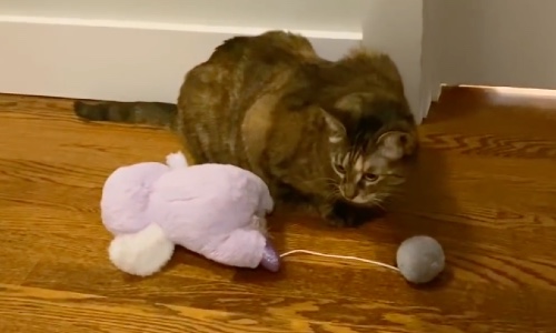 Cat Fills Hallway Each Night With Gifts In Sweet Gesture For Her Owners