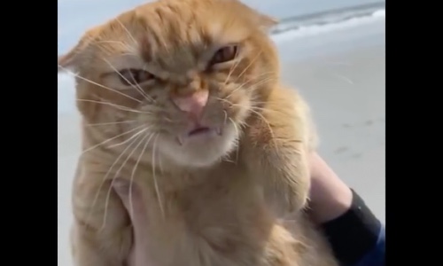 Ginger Cat’s First Trip To The Beach Is A Success With Hilarious Expressions