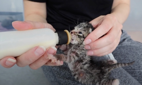 Smallest Kitten Of The Litter Struggles To Thrive At First But Becomes Wild Child Later