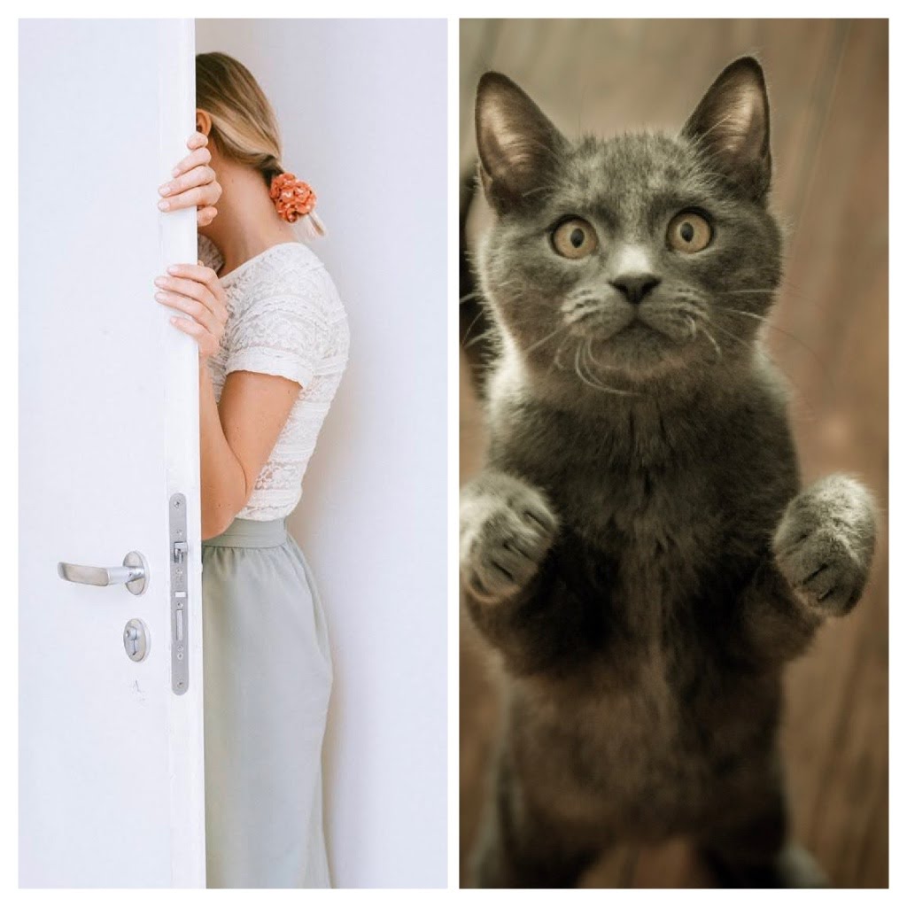Why Your Cat Hates Shut Doors
