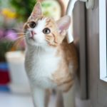 cat in front of closed door