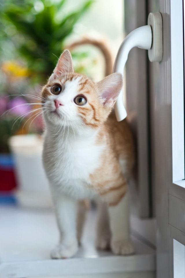 cat in front of closed door