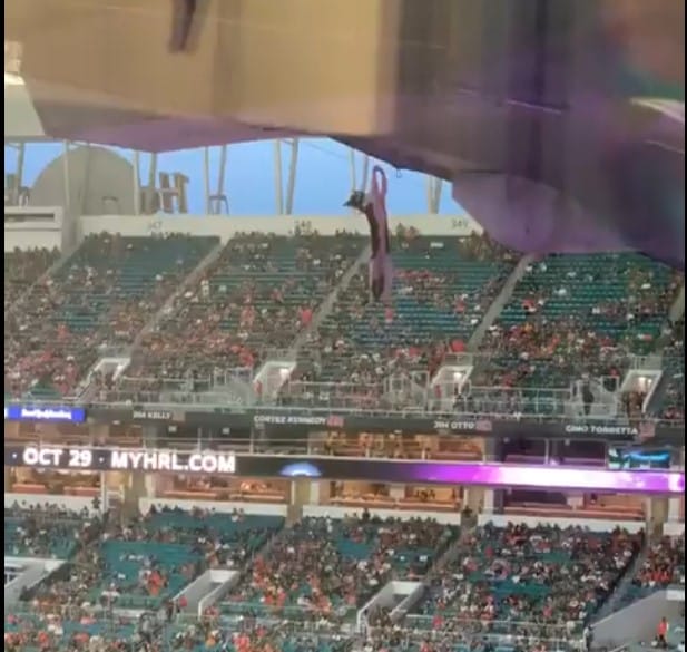 Football Fans Save the Day After Cat is Seen Dangling