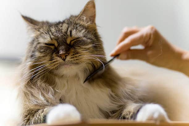 Cat Grooming: When should you groom your Cat and why?