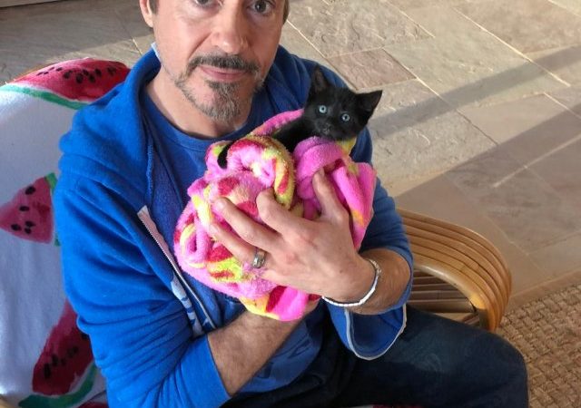 Robert Downey Jr with his cats Montgomery and D'Artagnan
