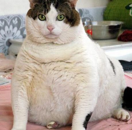 Worlds Fattest Cat Himmy