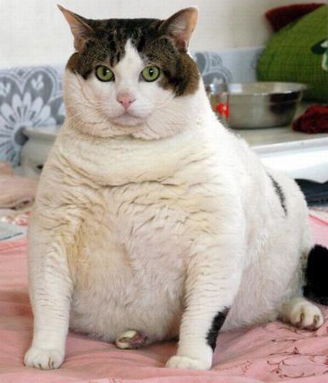 Worlds Fattest Cat Himmy