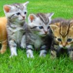 Five Kittens Sitting in Grass