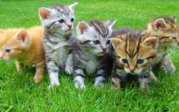 Five Kittens Sitting in Grass