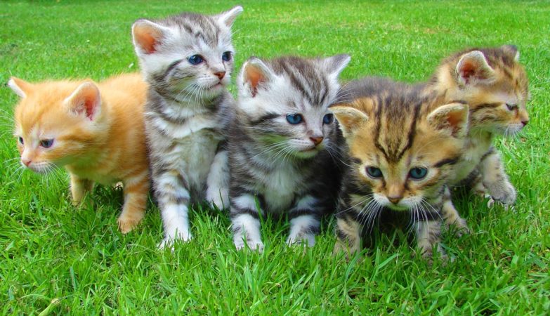 Five Kittens Sitting in Grass