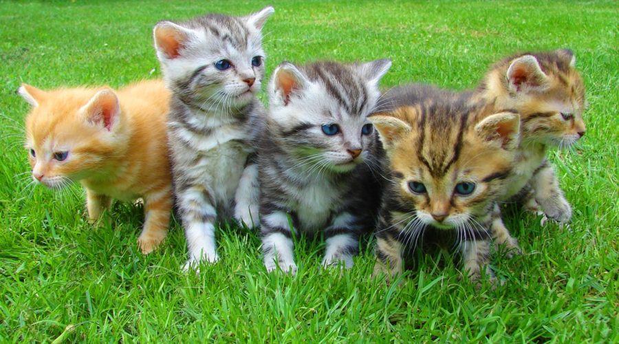 Five Kittens Sitting in Grass