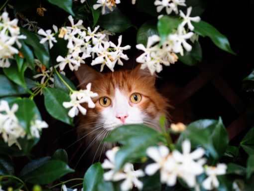 Tabby Cat hiding behind a bush of flowers