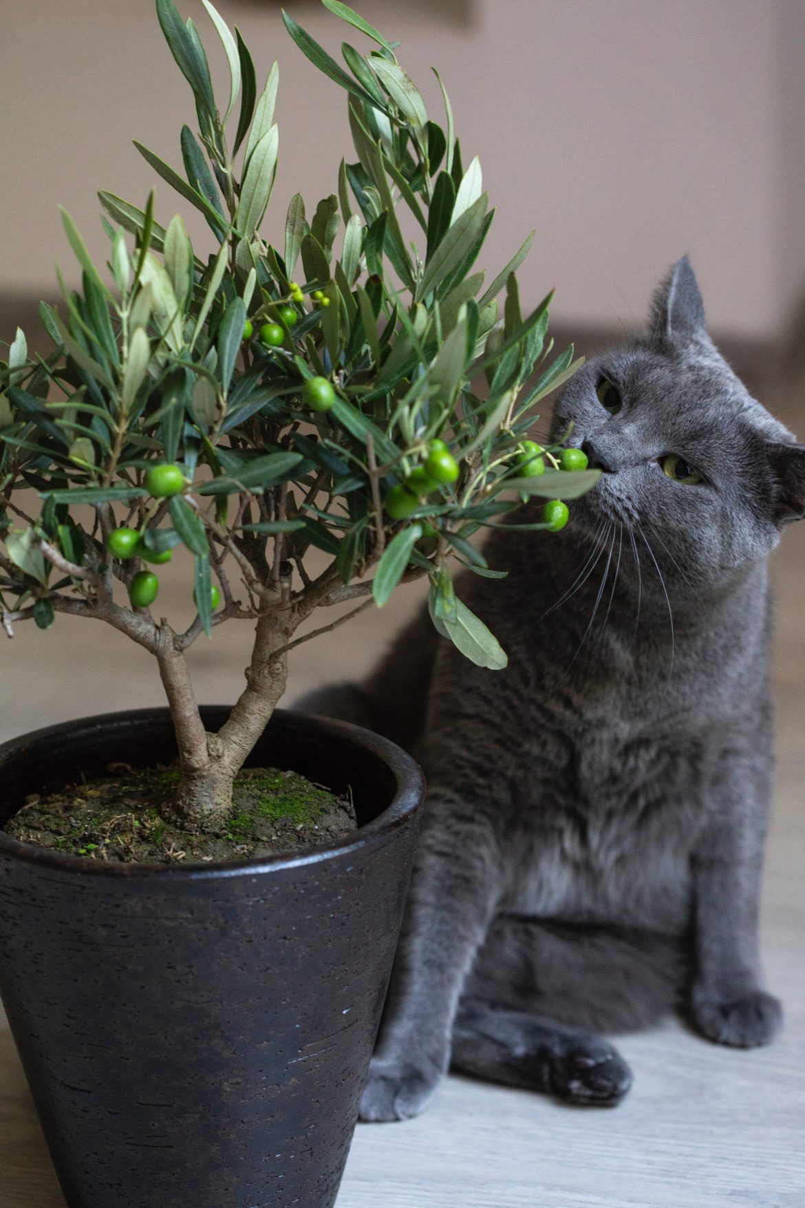 Dangerous Flowers For Cats