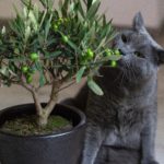 Gray cat eating green leaves out of potted plant.