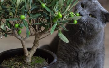 Gray cat eating green leaves out of potted plant.
