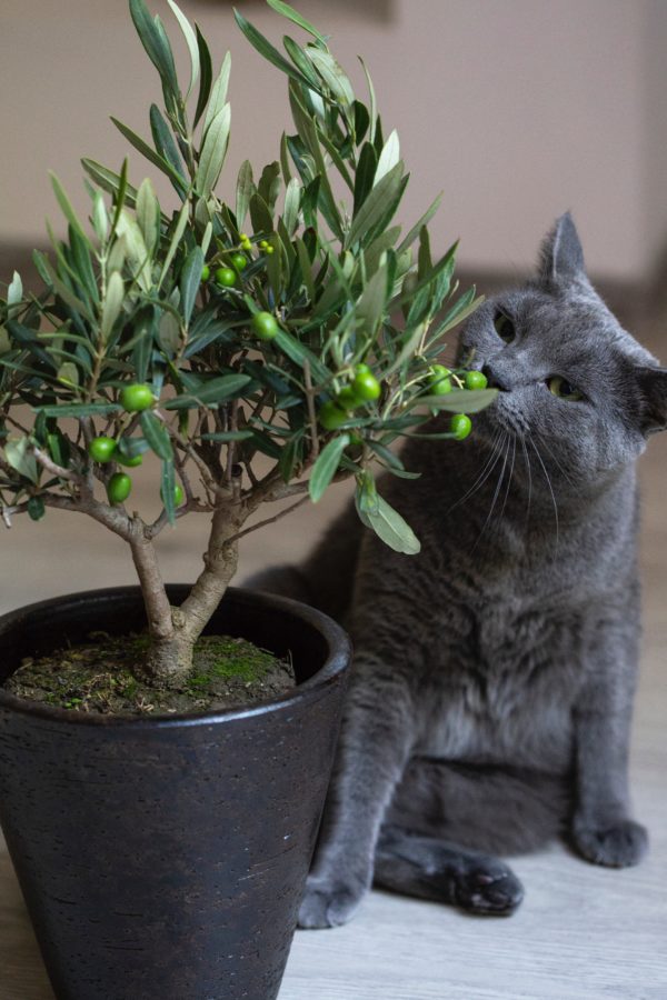 Gray cat eating green leaves out of potted plant.