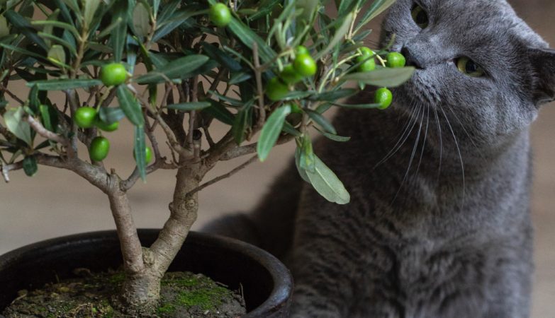 Gray cat eating green leaves out of potted plant.