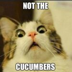 Cat scared of cucumber meme