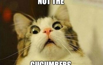 Cat scared of cucumber meme