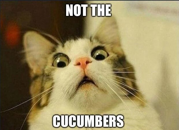 Cat scared of cucumber meme
